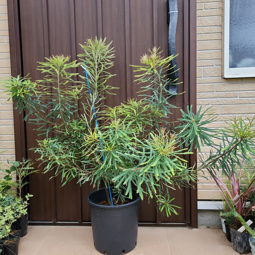 ヘアピン バンクシア | To.r 植物店