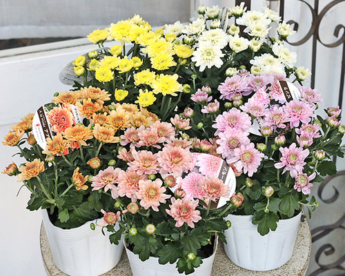 値引きセール 花苗 クリサンセマム アラモード サーモン アプリコット