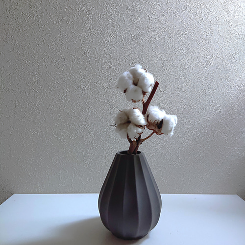 綿の木 コットンツリー ”コットンフラワー（ドライフラワー）フラワー