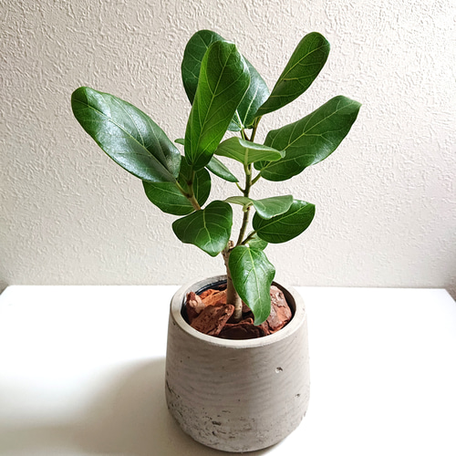 人気 ☆希少 値上がり 大人 ベンガレンシス おしゃれ室内 インテリア 鉢付き 人気 ☆希少 値上がり 大人 ベンガレンシス おしゃれ室内 インテリア