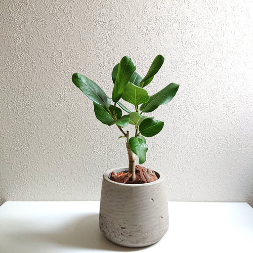 フィカス　ベンガレンシス　オードリー　曲がり　9号　ツイスト陶器鉢　植え込み発送 フィカス ベンガレンシス オードリー 曲がり 9号 ツイスト陶器鉢