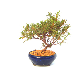 紫杜松　むらさきとしょう　盆栽　小品盆栽　か　幅22センチ 紫杜松 むらさきとしょう さし芽から10年程度育てたものです ミニ盆栽