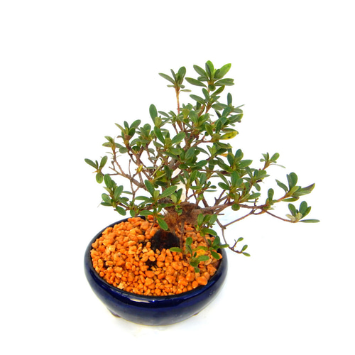 ✦吾妻鏡 さつき盆栽 皐月盆栽 サツキ盆栽 趣味のさつき】 紅葉が美しい三幹樹形 「吾妻鏡」 皐月盆栽