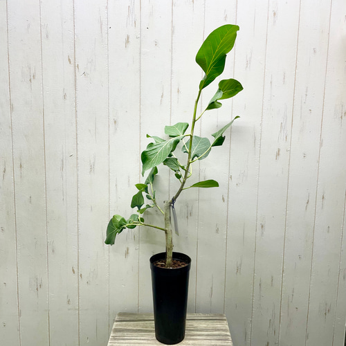 朴仕立て レア種 フィカス クリシュナボダイジュ クリシュナエ