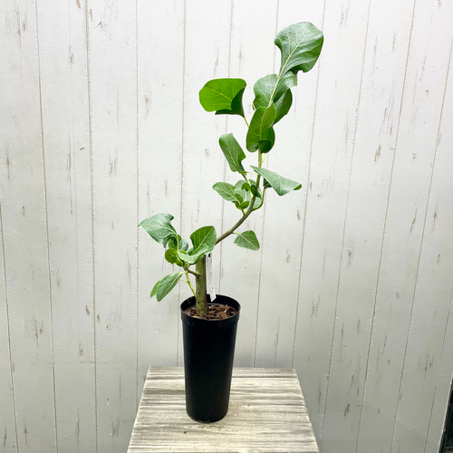 朴仕立て レア種 フィカス クリシュナボダイジュ クリシュナエ ロング