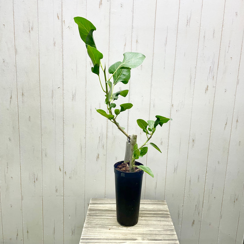 朴仕立て レア種 フィカス クリシュナボダイジュ クリシュナエ ロング