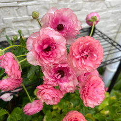花終わりの為お値下げ中 花苗 ラナンキュラス ラックスシリーズ 花終わりの為お値下げ中 花苗 ラナンキュラス ラックスシリーズ