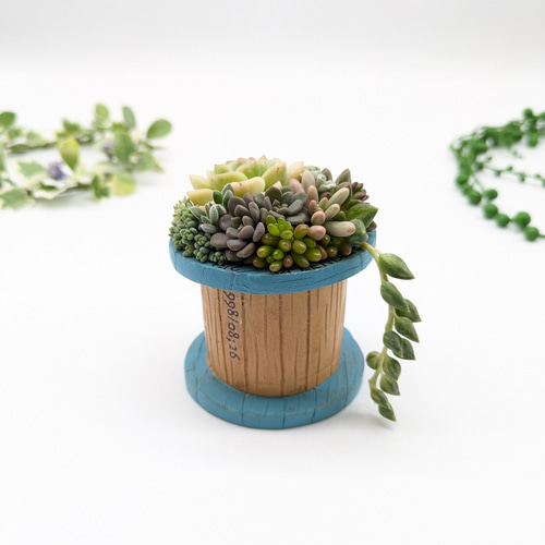 多肉植物♡届いたその日から飾れる寄せ植え♡トノーポット♡ 多肉植物