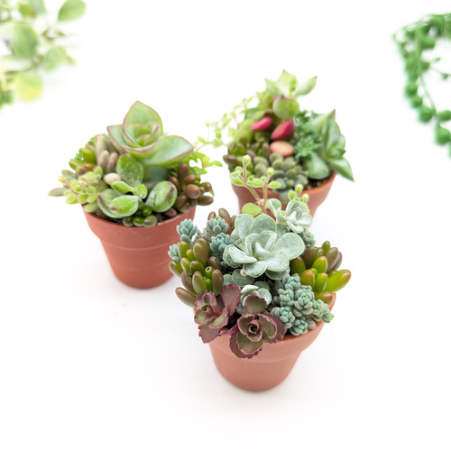 多肉植物♡届いたその日から飾れる寄せ植え♡トノーポット♡ 多肉植物