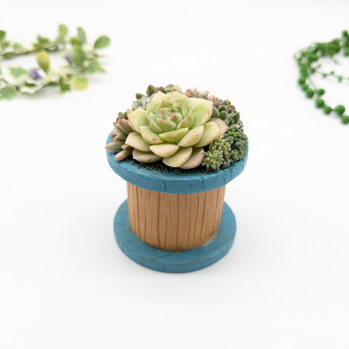 多肉植物♡届いたその日から飾れる寄せ植え♡トノーポット♡ 多肉植物