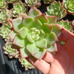 大人気‼️ レア‼️ 多肉植物(韓国苗) グロブローサ ラノリン球 大人気‼️ レア‼️ 多肉植物(韓国苗) グロブローサ ラノリン球