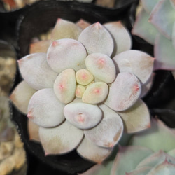 多肉植物(韓国苗) エケベリア 氷砂糖水晶 アイスシュガークリスタル