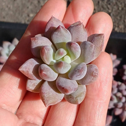 ステキ‼️ 多肉植物(韓国苗) エケベリア白月影(多頭)❣️ カット ステキ‼️ 多肉植物(韓国苗) エケベリア白月影(多頭)❣️ カット