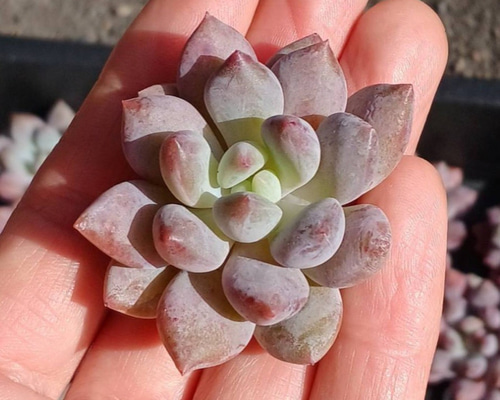 多肉植物　エケベリアsp  韓国苗 エケベリア韓国苗10個セット送料無料,在宅時間を多肉植物で