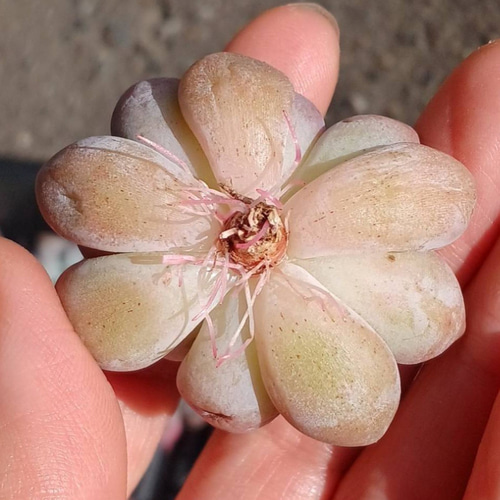 多肉植物(韓国苗) エケベリア ハーフサマー❣️ 多肉植物 ウォール