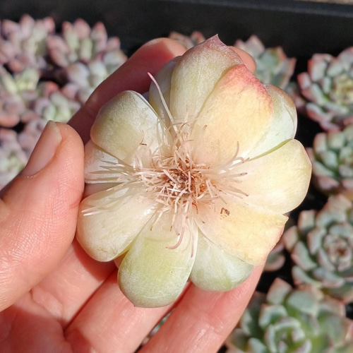 多肉植物(韓国苗) エケベリア フォーティチュード 多肉植物
