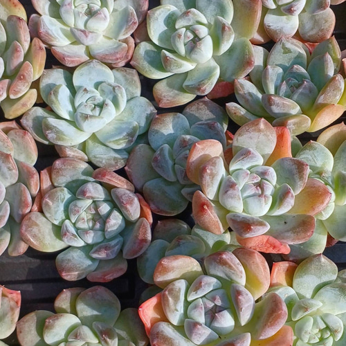 多肉植物 韓国苗 エケベリア チュプス チュプス – 多肉植物の通販・販売サイト tawawa