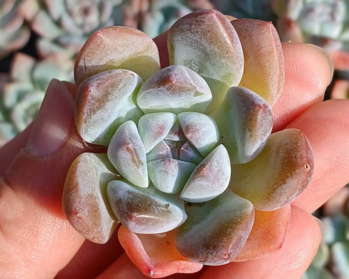 多肉植物 韓国苗 エケベリア チュプス 多肉植物(韓国苗) エケベリア フォーティチュード 多肉植物