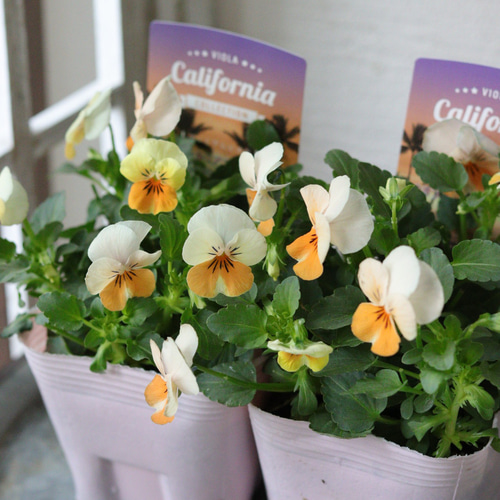 プレミアムビオラ❤︎カリフォルニアコレクション❤︎アイボリー