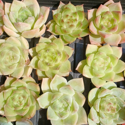 大人気‼️ レア‼️ 多肉植物(韓国苗) グロブローサ ラノリン球 大人気‼️ レア‼️ 多肉植物(韓国苗) グロブローサ ラノリン球