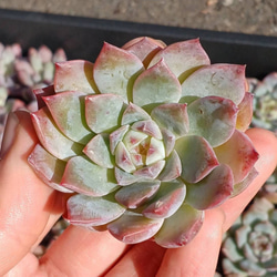 多肉植物(韓国苗) エケベリア シュガークリスタル❣️ 多肉植物