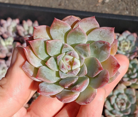 多肉植物(韓国苗) エケベリア シュガークリスタル❣️ 多肉植物