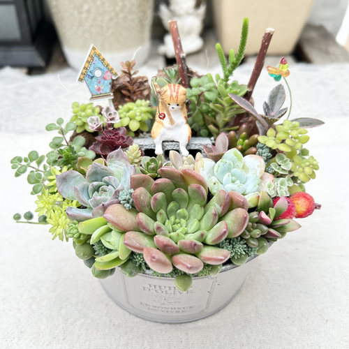 ★★壁掛け❤️★寄せ植え★このまま飾れます★豪華★多肉植物★★ 豪華❣️可愛い❣️☆多肉植物☆寄せ植え☆このまま飾れます