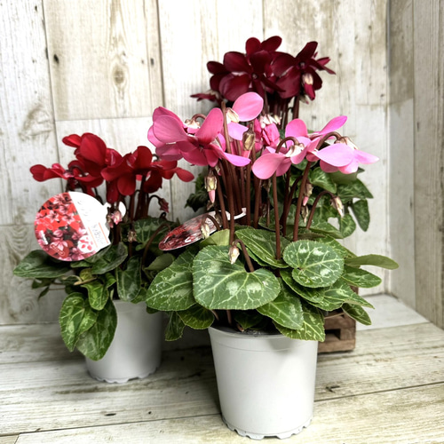 ガーデンシクラメン 「ジックス」レッド/ピンク/ワインレッド 花苗 花