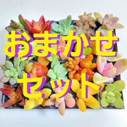  第1張的照片
