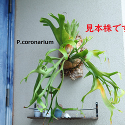 P. Veitchii 】ビカクシダ ビーチー ベイチー コルク付け No.354 多肉