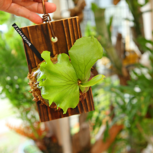 P.coronarium】 ビカクシダ コロナリウム No345 多肉植物 匠かけつぎ