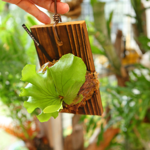 P.coronarium】 ビカクシダ コロナリウム No345 多肉植物 匠かけつぎ
