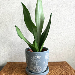 ペペロミア・カペラータ・バリエガータ 観葉植物 お洒落なインテリア