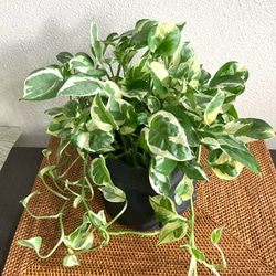 訳あり　お得　ペペロミア　バリエガータ 訳あり お得 ペペロミア バリエガータ