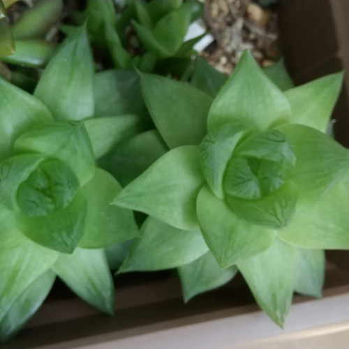 ハオルチア 小苗 抜き苗 多肉植物 グリーンライフスペース 通販