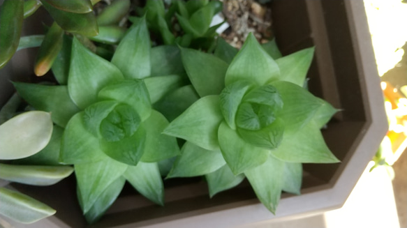 10/13まで限定出品‼️ハオルチア　闇の森　おチビ抜き苗 Yahoo!オークション -「ハオルチア 闇の森」(花、園芸) の落札