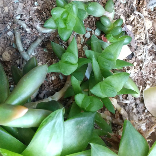 10/13まで限定出品‼️ハオルチア　闇の森　おチビ抜き苗 Yahoo!オークション -「ハオルチア 闇の森」(花、園芸) の落札