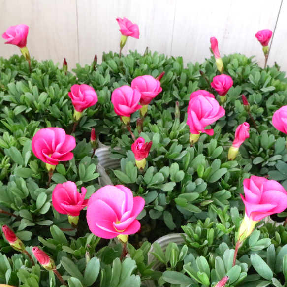 オキザリス　桃の輝き Amazon.co.jp: オキザリス 桃の輝き 3.5号ポット苗 3株セット 寄せ植え