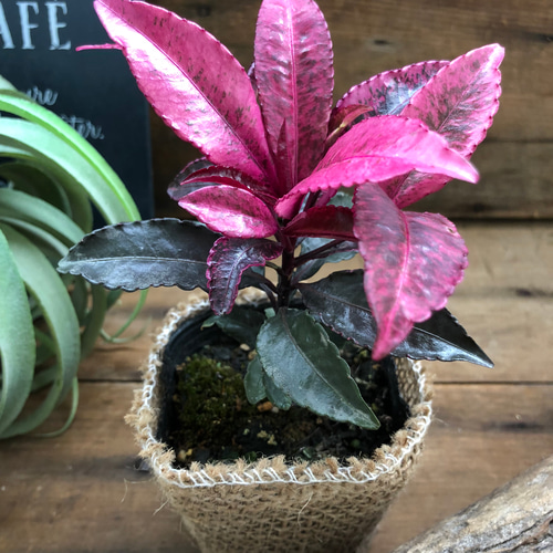 斑入り万両♡紅孔雀♡赤葉万両♡観葉植物 アートフラワー パリジェンヌ 