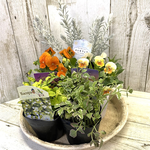 オレンジビオラ」寄せ植え ※寄せ植えセット 花苗 鉢花 ガーデニング