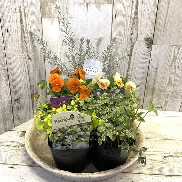 お花　寄せ植え　ビオラ ビオラのハンギングバスケット 花うるる 寄せ植え [ピンクレモン
