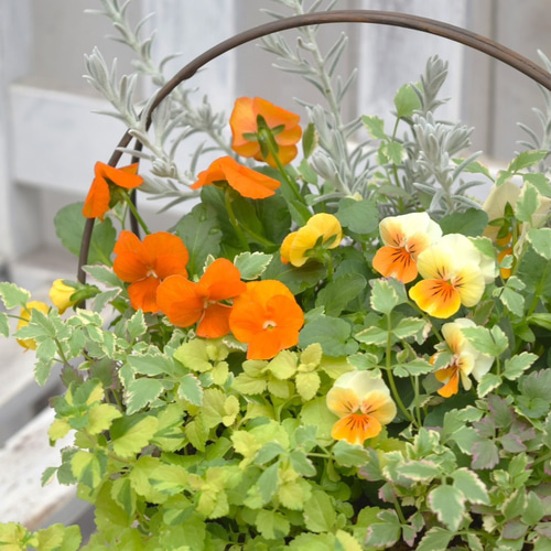 オレンジビオラ」寄せ植え ※寄せ植えセット 花苗 鉢花 ガーデニング