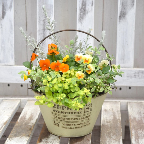 お花　寄せ植え　ビオラ オレンジビオラ」寄せ植え ※寄せ植えセット 花苗 鉢花