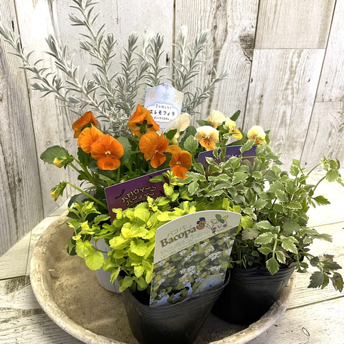 オレンジビオラ」寄せ植え ※寄せ植えセット 花苗 鉢花 ガーデニング