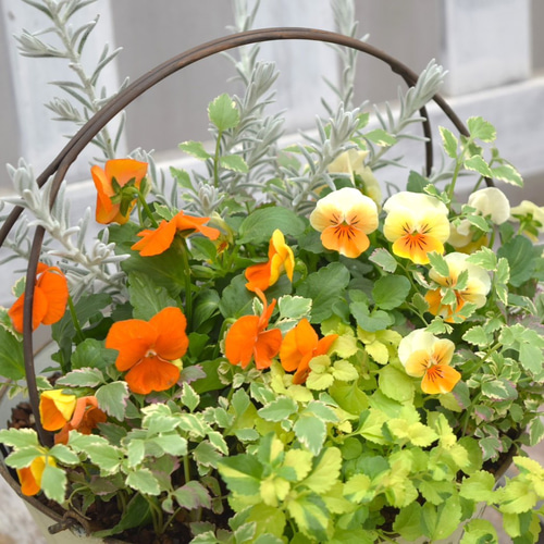 オレンジビオラ」寄せ植え※完成品 花苗 鉢花 ガーデニング