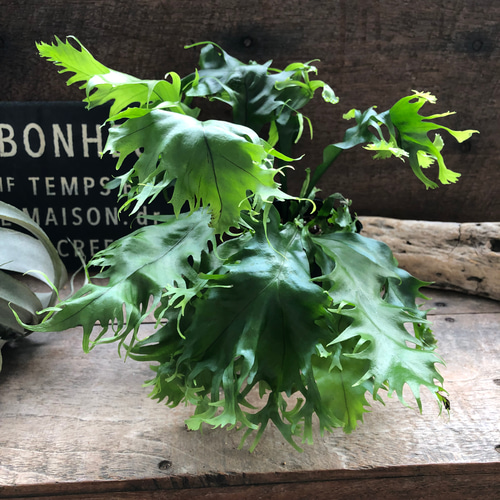 ミクロソリウム ドラゴンウイング♡シダ植物♡着生♡アクアリウム