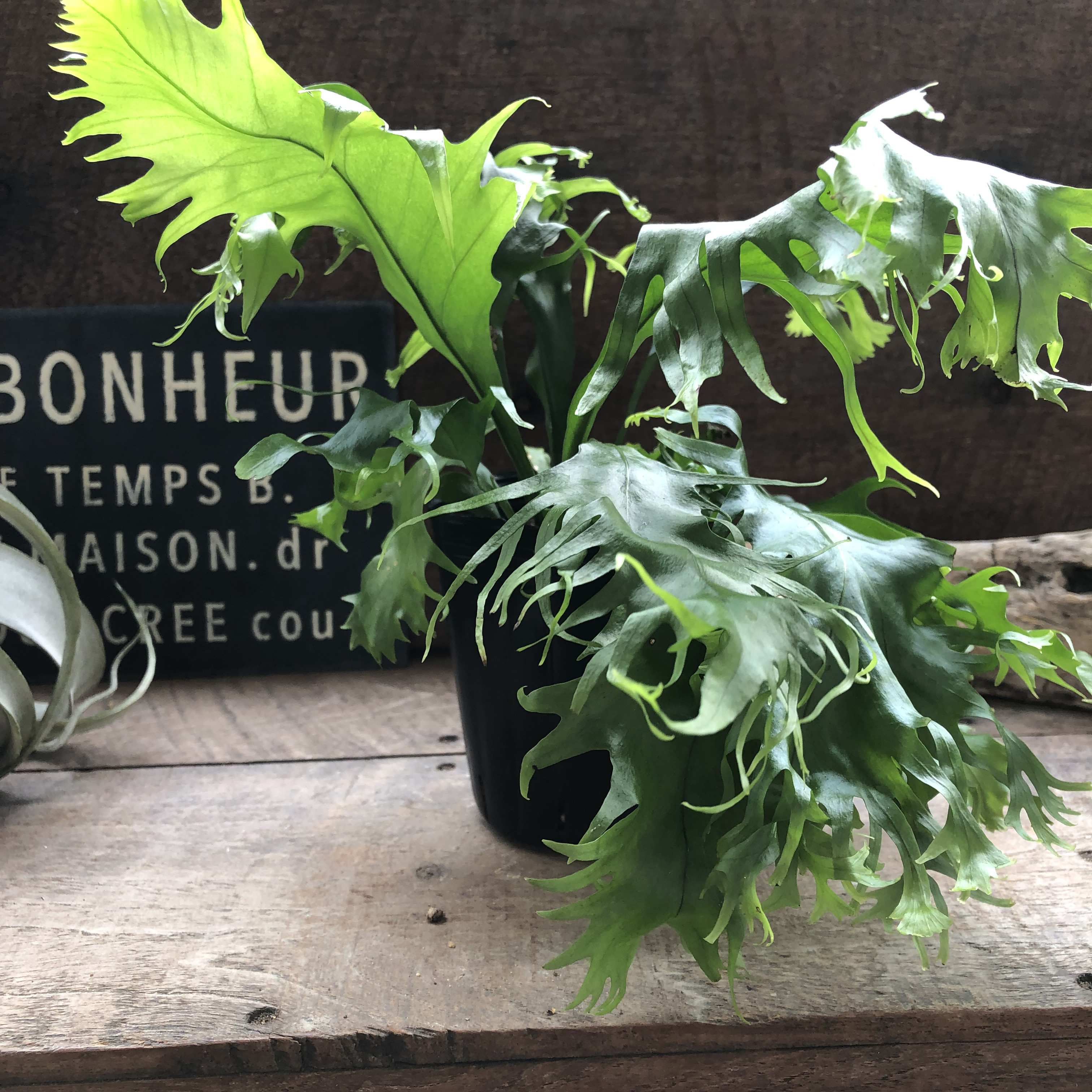 ミクロソリウム ドラゴンウイング♡シダ植物♡着生♡アクアリウム♡ 人