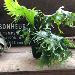 ミクロソリウム ドラゴンウイング♡シダ植物♡着生♡アクアリウム