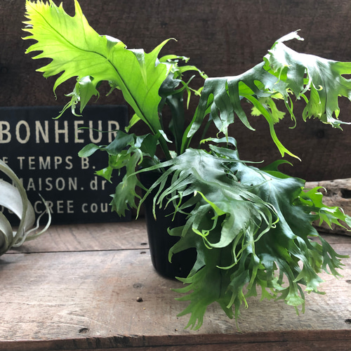 ミクロソリウム ドラゴンウイング♡シダ植物♡着生♡アクアリウム