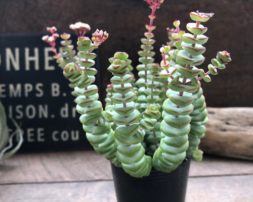 数珠星♡多肉植物♡クラッスラ♡インテリア アートフラワー パリ